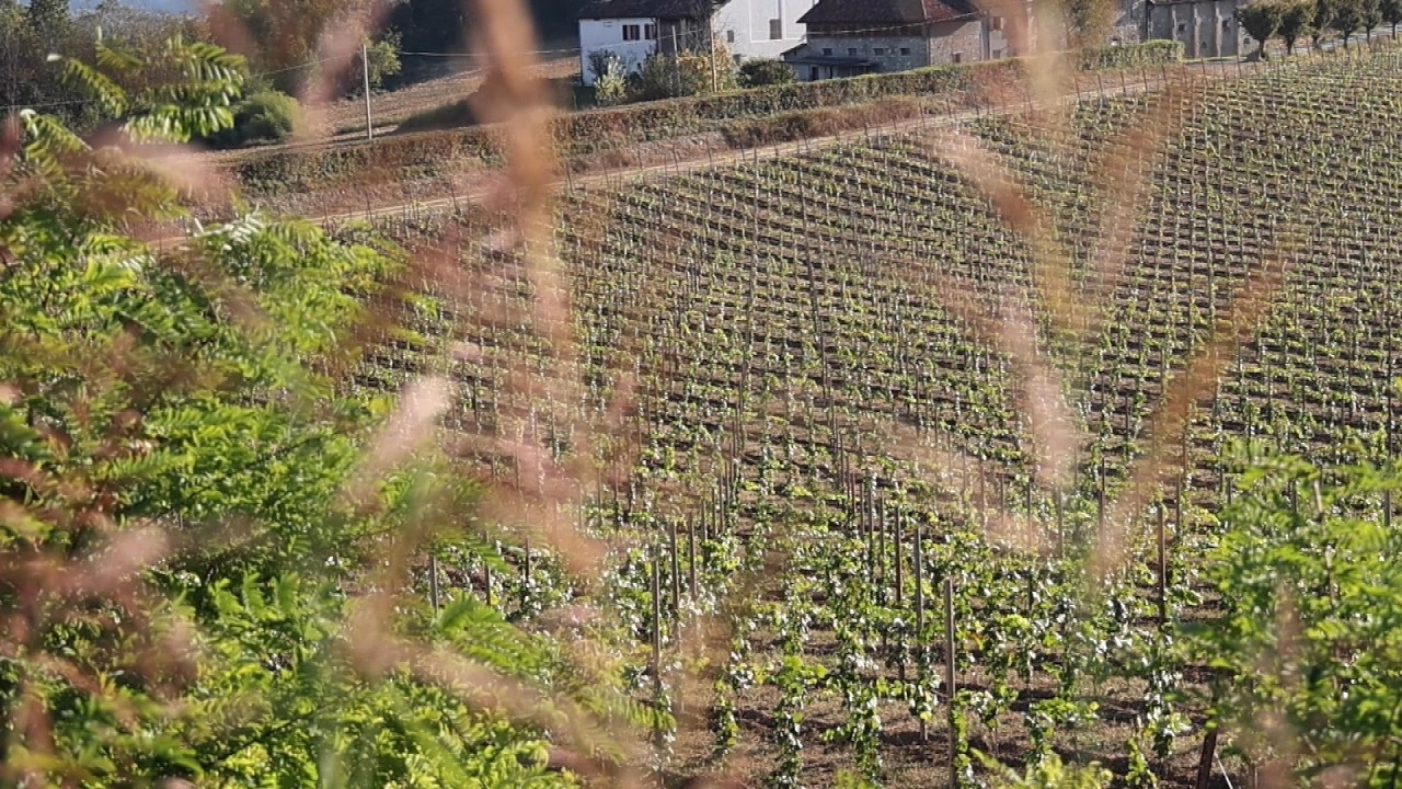 Vigneti a Bes: 1400 firme consegnate in Comune a Belluno e Sedico