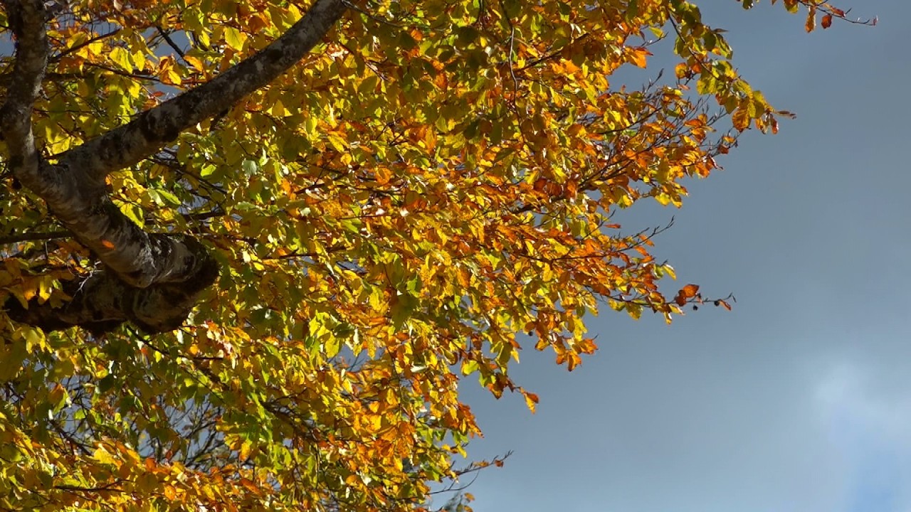 Foliage d'autunno, lo spettacolo della natura fra le Dolomiti