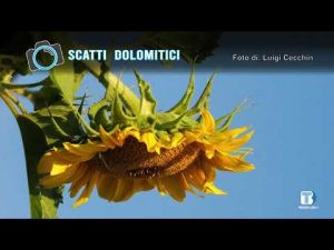 Luigi Cecchin – 22