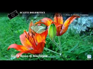 Franco Piacentini – 02