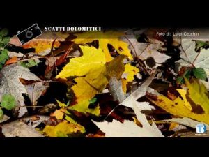 Luigi Cecchin – 04