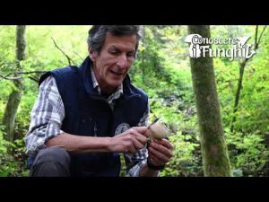 Conoscere i Funghi 35 Calvatia excipuliformis 2019/10/18