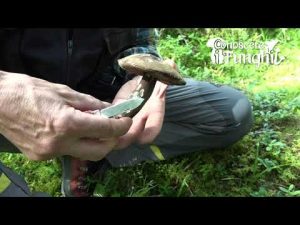 Conoscere i Funghi 21 Porphyrellus porphyrosporus 2019/09/30