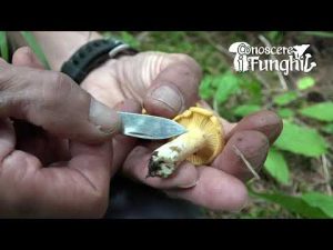 Conoscere i Funghi 17 Cantharellus cibarius 2019/09/24