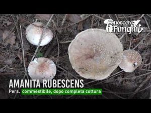 Conoscere i Funghi 9 AMANITA RUBESCENS 2019/09/12