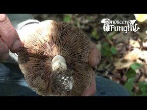 CONOSCERE I FUNGHI_43 Hebeloma sinapizans 251018