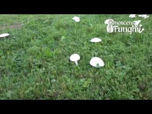 CONOSCERE I FUNGHI_40 Leucoagaricus leucothites 221018