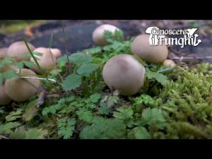 CONOSCERE I FUNGHI_35 Lycoperdon pyriforme 161018