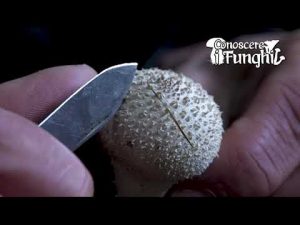 CONOSCERE I FUNGHI_32 Lycoperdon perlatum 091018