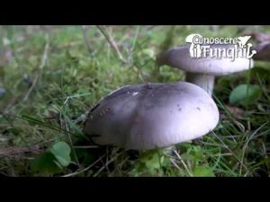 CONOSCERE I FUNGHI_31 Clitocybe nebularis 081018