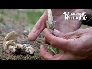 CONOSCERE I FUNGHI_29 Amanita submembranacea 051018