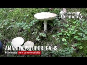 CONOSCERE I FUNGHI_28 Amanita pseudoregalis 041018