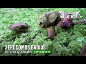 CONOSCERE I FUNGHI_27 Xerocomus badius 031018