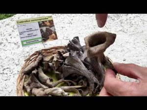 CONOSCERE I FUNGHI_23 Craterellus cornucopioides 280918