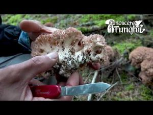 Conoscere i Funghi_18 Ramaria botrytis 220918