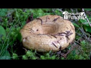 Conoscere i Funghi_13 Lactarius scrobiculatus 170918