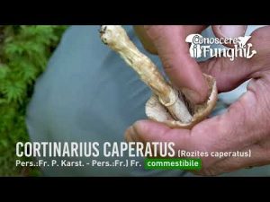 Conoscere i Funghi_2 Cortinarius caperatus 040918
