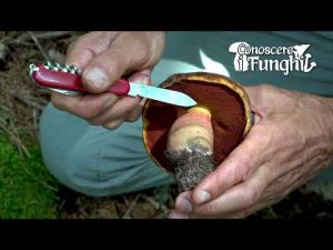 Conoscere i Funghi_3 Boletus erythropus 050918