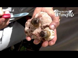 Conoscere i Funghi_4 Tylopilus felleus 060918