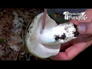 Conoscere i Funghi_6 Russula virescens 080918