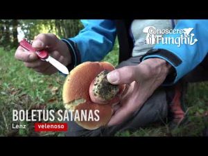 Conoscere i Funghi – Boletus Satanas  [ VELENOSO ]