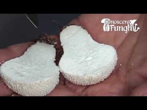Conoscere i Funghi – Lycoperdon perlatum