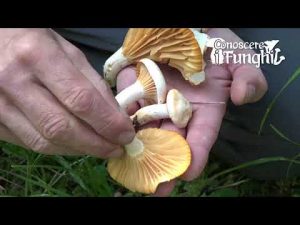 Conoscere i Funghi – Hygrophorus melizeus
