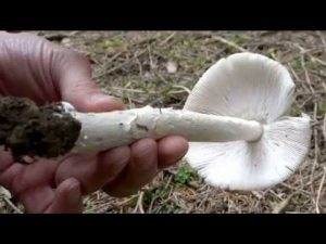 Amanita vaginata @ Conoscere i funghi 05.09.2016