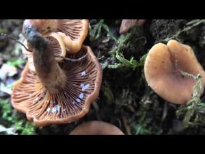 Lactarius cremor @ Conoscere i funghi 31.10.2015
