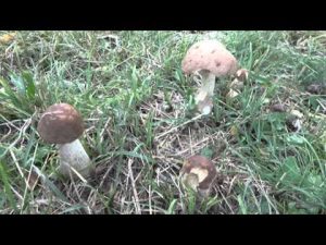 Leccinum scabrum @ Conoscere i funghi 30.09.2015