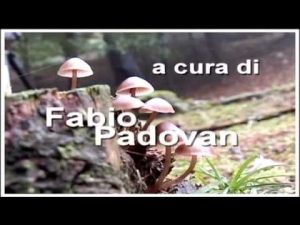 Leccinum Scabrum @ Conoscere i funghi 24.09.2014