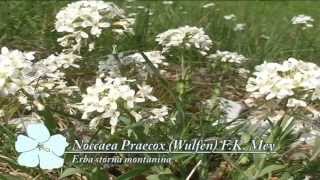 Noccaea Praecox @ Fiori e piante della montagna bellunese 22.04.2015