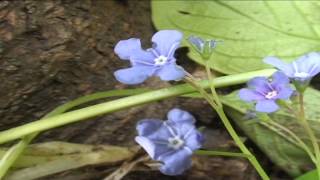 Omphalodes verna Moench @ Fiori e piante della montagna bellunese 05.05.2015