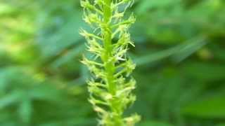 Malaxis monophyllos @ Fiori e piante della montagna bellunese 01.08.2015