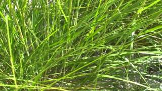 Stipa calamagrostis @ Fiori e piante della montagna bellunese 14.08.2015