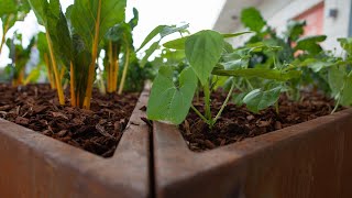 Un orto con vista su Roma: il fagiolo di Lamon in un esperimento sulla terrazza della FAO