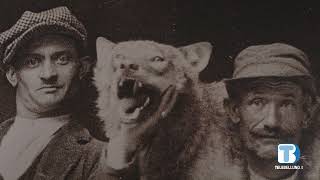 A QUero Vas una serata dedicata al lupo