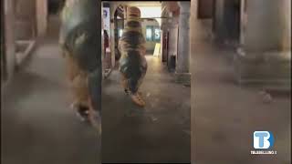 Chi c’è dentro il dinosauro che passeggia per Belluno?