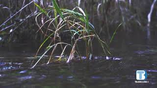 Home: il nuovo singolo di Jesai Fiabane