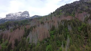 Bostrico, la Regione fa il punto sulle competenze