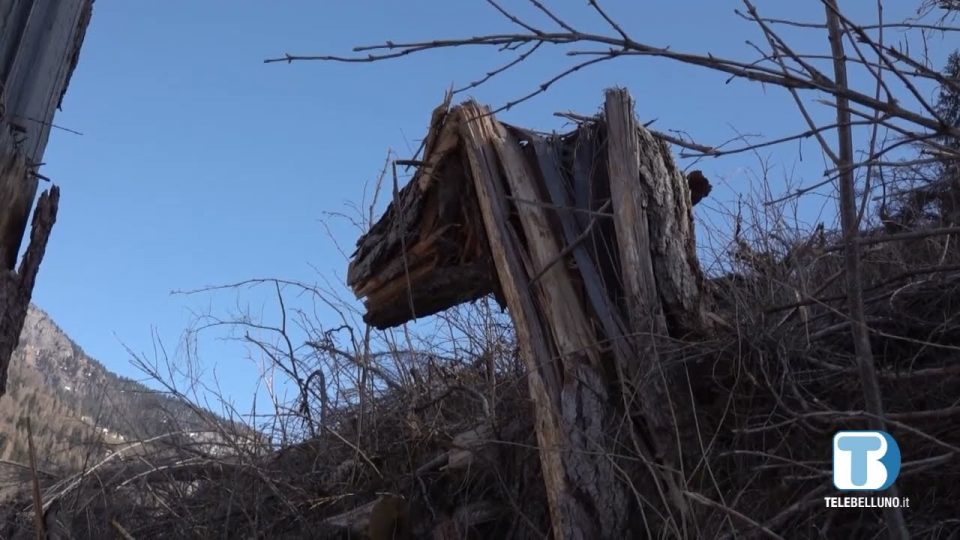 Continua il rimboschimento delle foreste di Alleghe