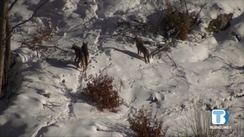 La Polizia Provinciale denuncia un bracconiere