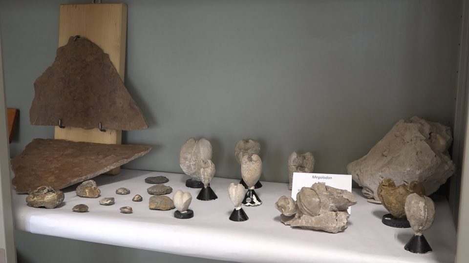 Agosti, benefattore dona una collezione di oltre 1500 fossili per il laboratorio di scienze