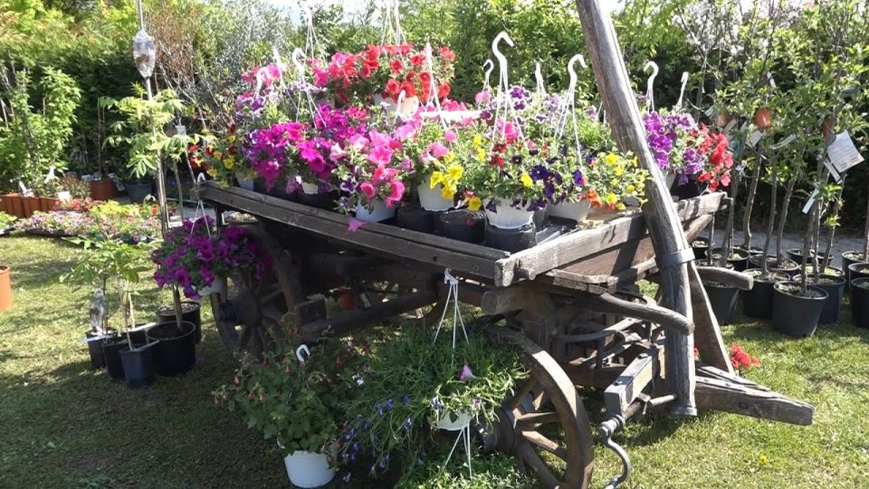 A Cesiomaggiore la 28esima Mostra mercato di fiori e piante da frutto