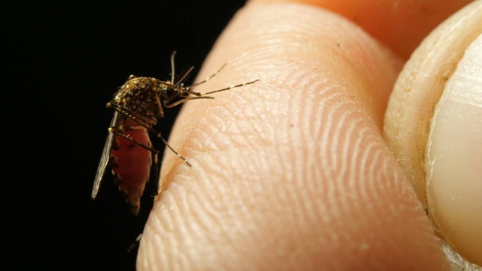 West Nile e arbovirosi: la situazione in Veneto e a Belluno