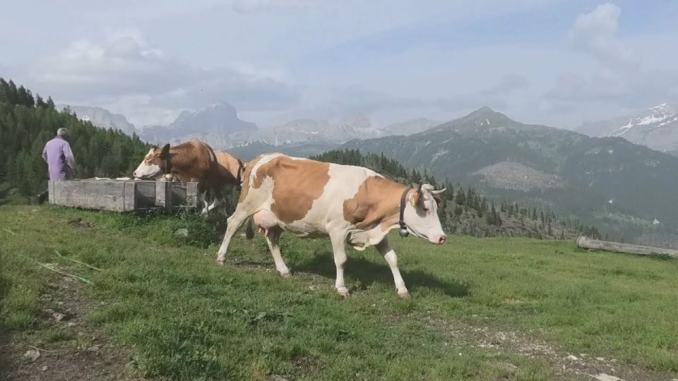 I costi energetici stanno diventando il grande problema degli allevatori