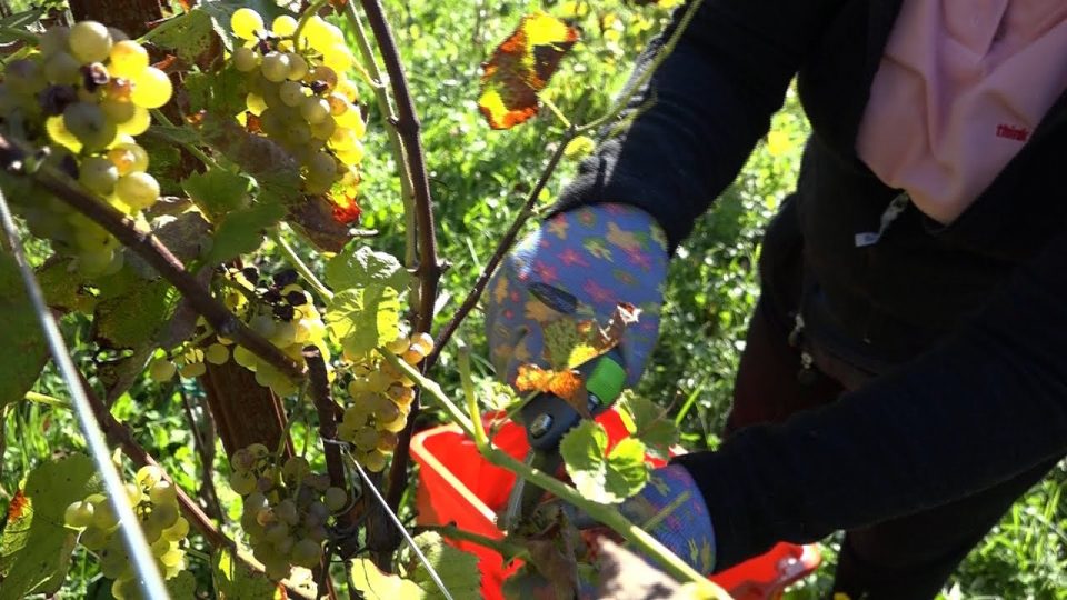 Quest’anno le vigne bellunesi potrebbero avere una resa ridotta del 30%