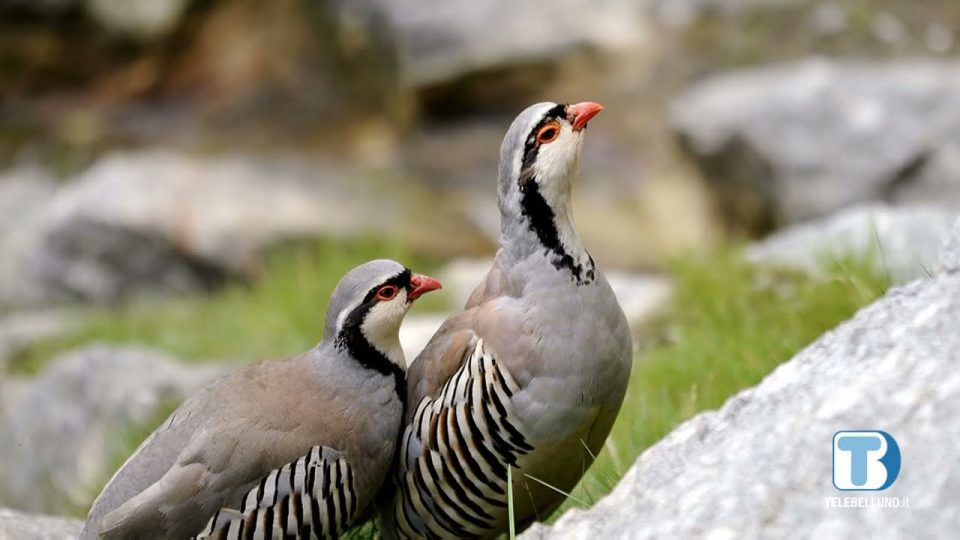 Proseguono i monitoraggi dell’Ente Provincia sulle specie di interesse conservazionistico