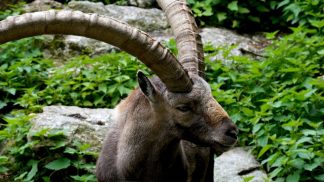 Gli stambecchi dolomitici aumentano di numero dopo l’epidemia
