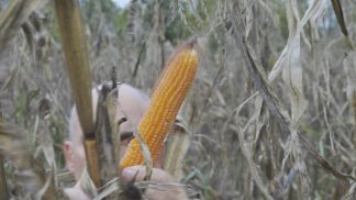 Alla (ri)scoperta del “sorgo turco”
